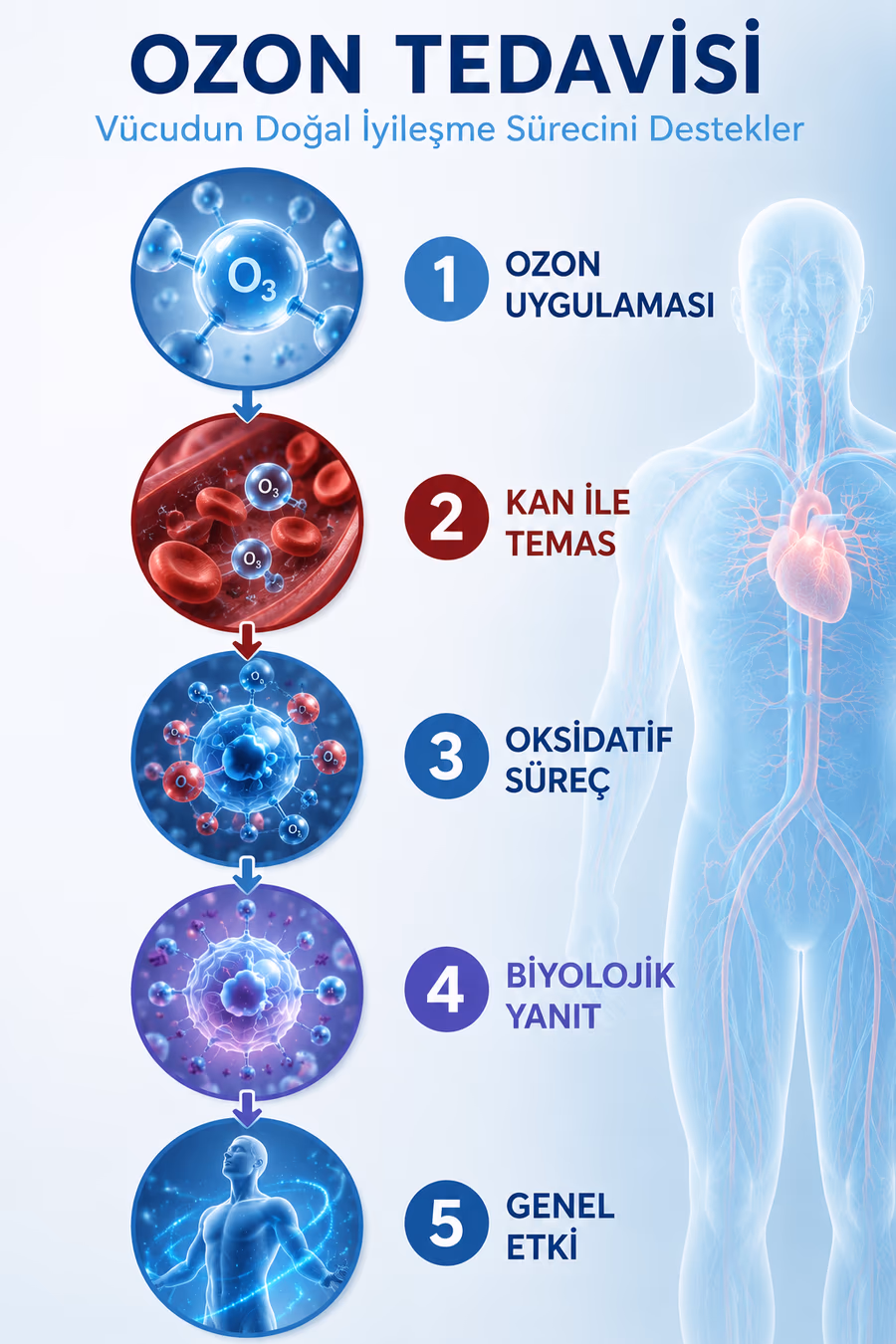 Ozon tedavisinin vücuttaki etki adımları: uygulama, kan ile temas, oksidatif süreç, biyolojik yanıt ve genel etki